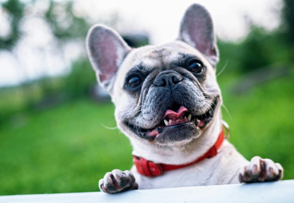 french-bulldog-summer-smile-joy-160846-160846 Happy French Bulldog with red collar enjoying a sunny day outdoors.