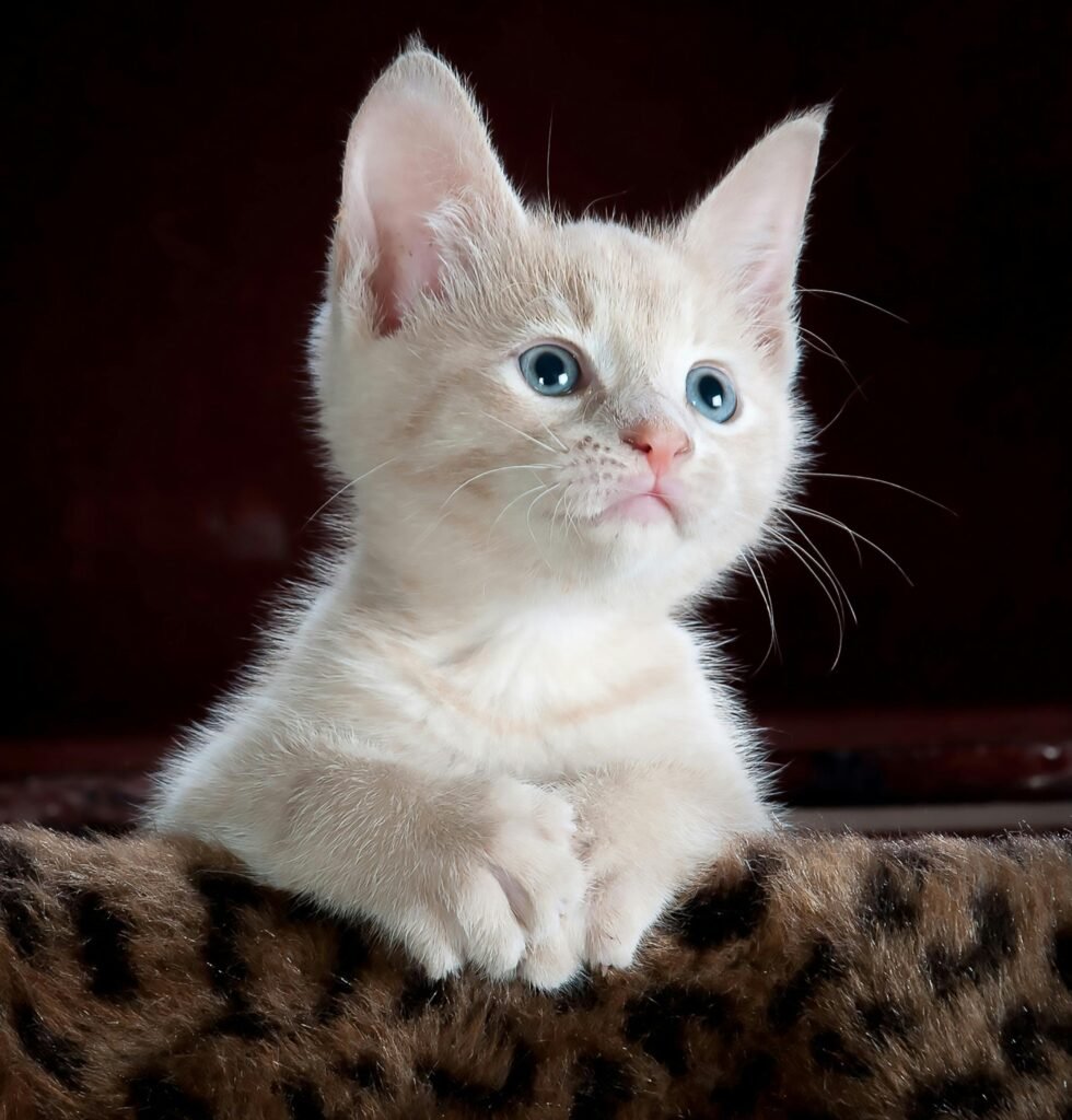 kitty-cat-kitten-pet-45201-45201 Close-up portrait of an adorable cream-colored kitten with blue eyes resting indoors.