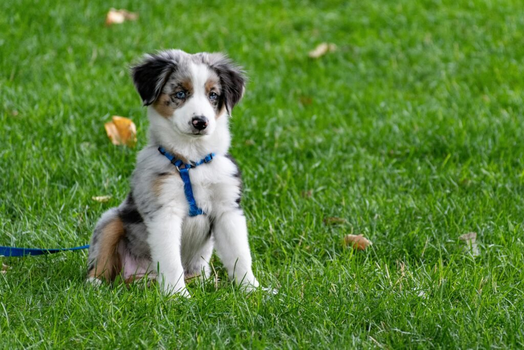 pexels-photo-1322182-1322182 A cute Australian Shepherd puppy with blue harness sitting on a green lawn.