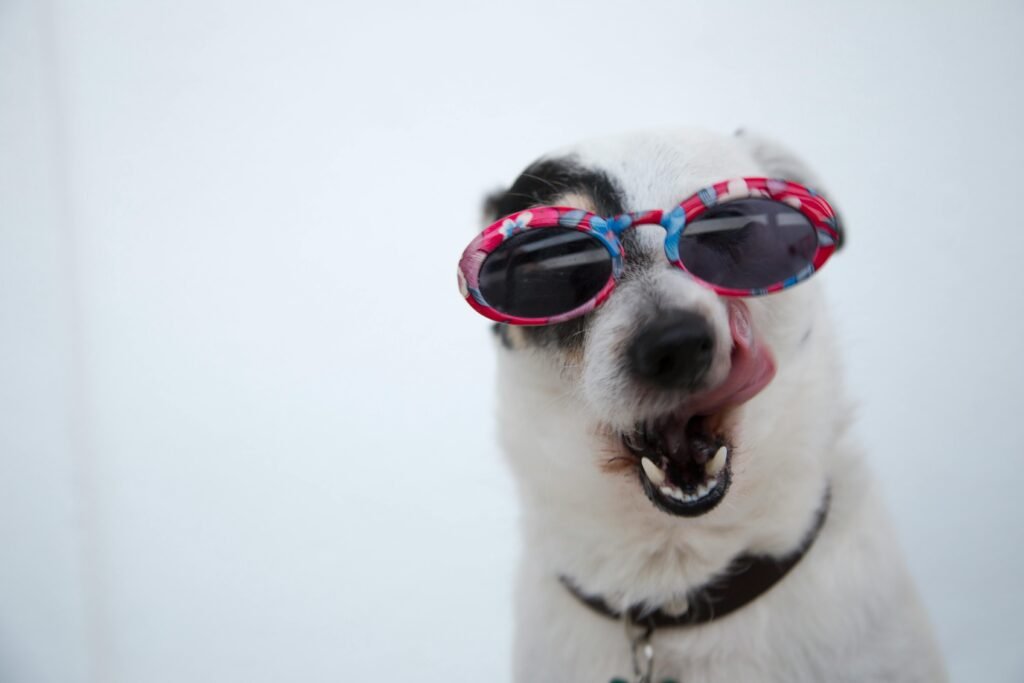 pexels-photo-1629781-1629781 Adorable Jack Russell Terrier sporting pink sunglasses with tongue out, showing playful personality.