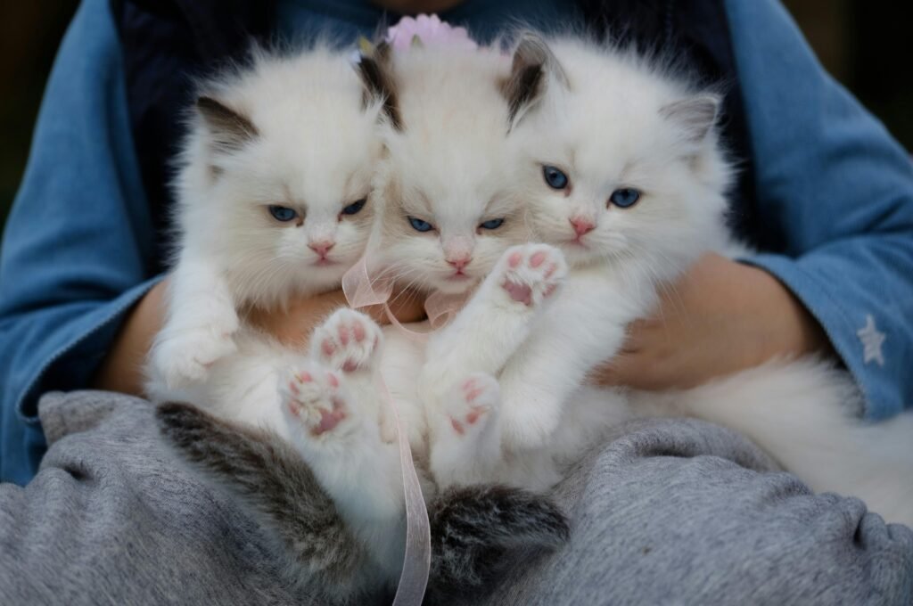 pexels-photo-1643456-1643456 Three fluffy ragdoll kittens with blue eyes being held gently, showcasing their cuteness.