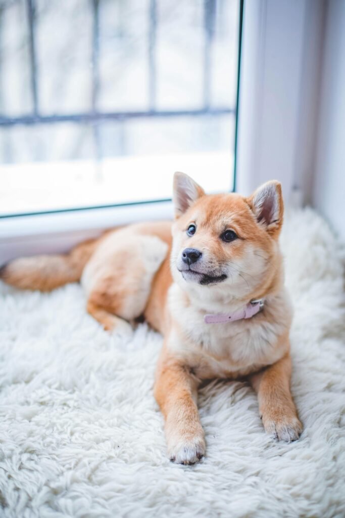 pexels-photo-1805164-1805164 Cute Shiba Inu puppy resting on a soft white rug in a cozy indoor setting.