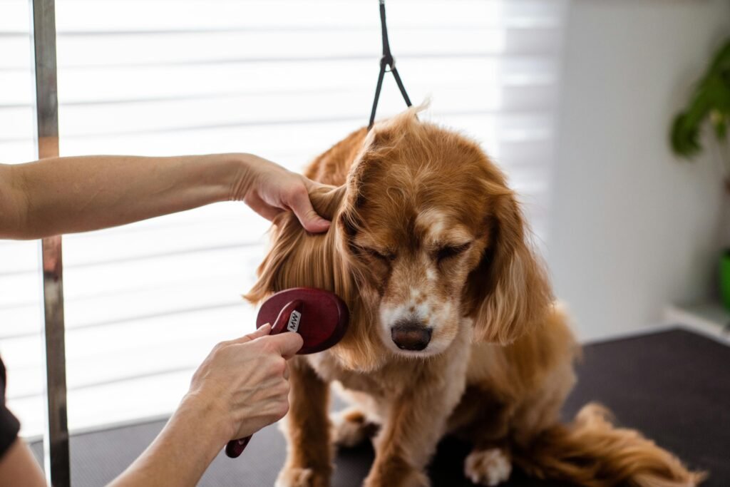 pexels-photo-19145878-19145878 A close-up of a Cocker Spaniel receiving grooming care indoors.