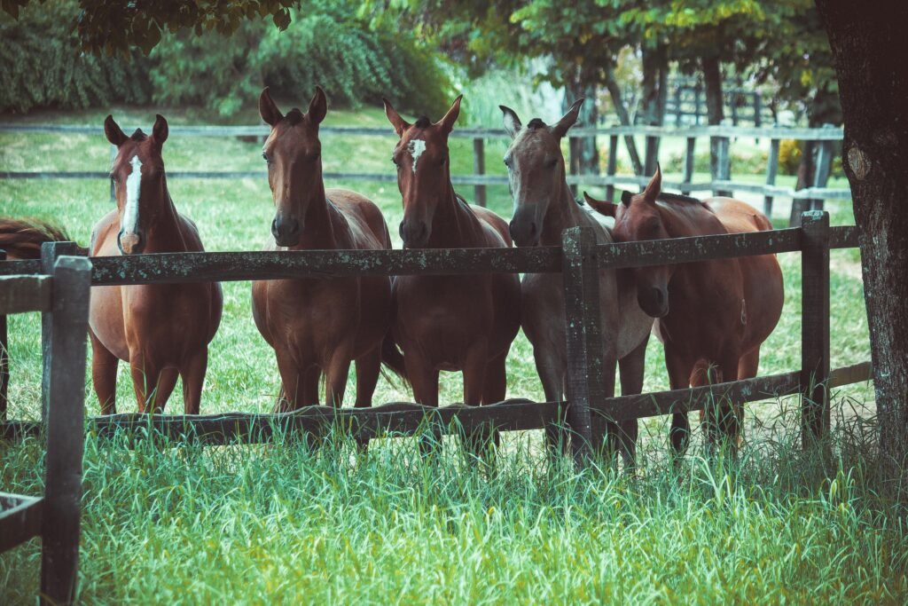 pexels-photo-2123766-2123766 A group of horses standing behind a wooden fence on a sunny day in a lush green pasture.