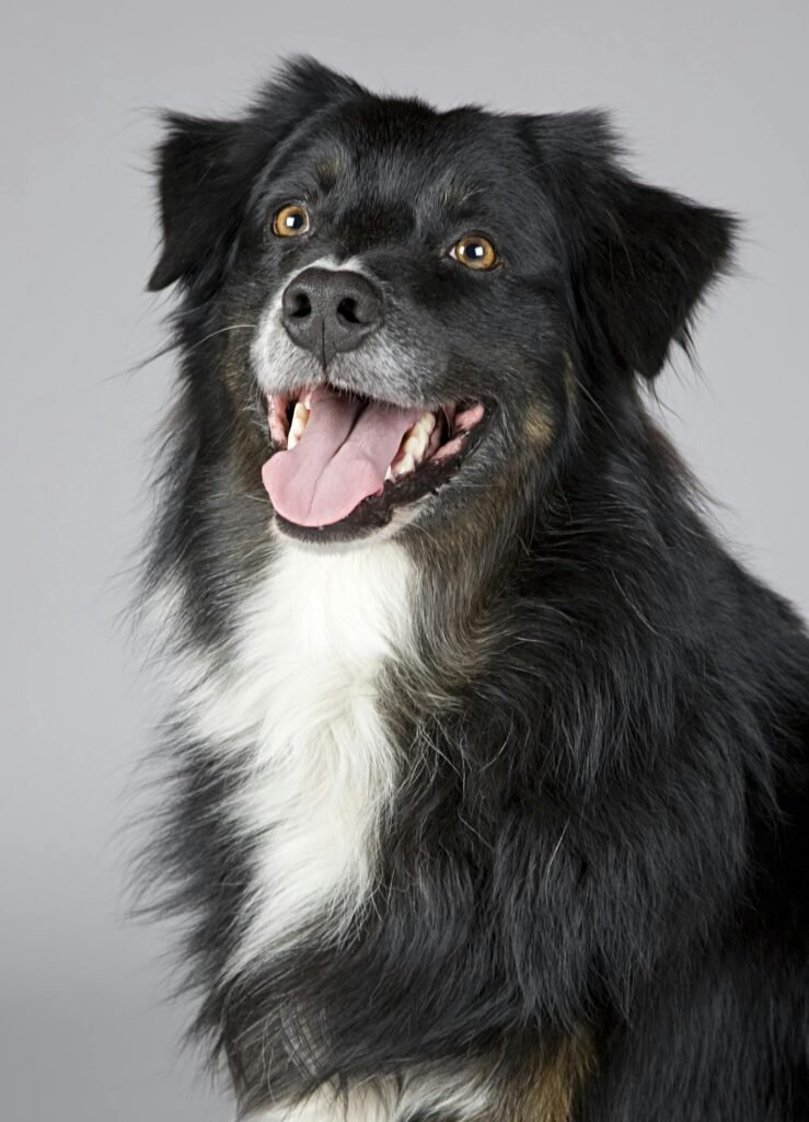 pexels-photo-220938-220938 Close-up portrait of a joyful Border Collie with a playful expression. Perfect for pet enthusiasts.