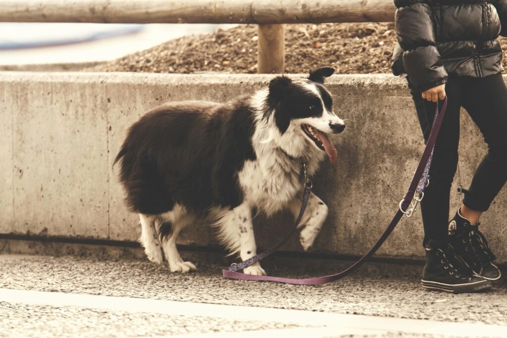 pexels-photo-237692-237692 A Border Collie on a walk with its owner along a concrete path.