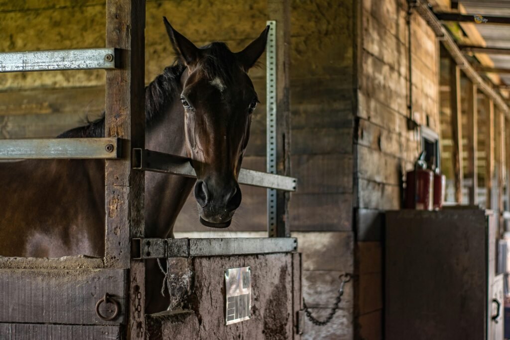 pexels-photo-357321-357321 A horse stands inside a wooden stable capturing rustic farm life charm.