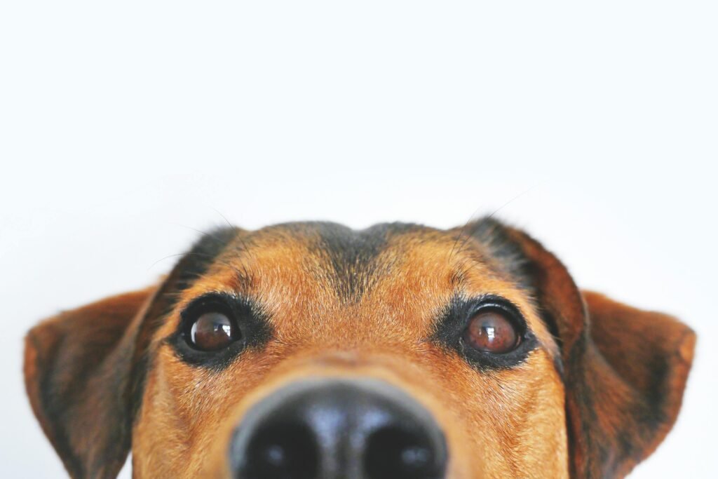 pexels-photo-406014-406014 Adorable close-up of a brown dog's face with a curious expression and focus on its eyes and nose.