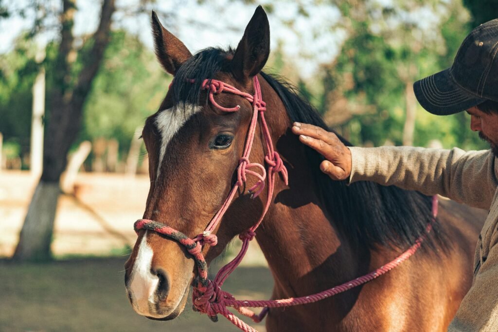 pexels-photo-8064271-8064271 A man gently pets a horse outdoors on a sunny day, showcasing tranquility and human-animal bond.