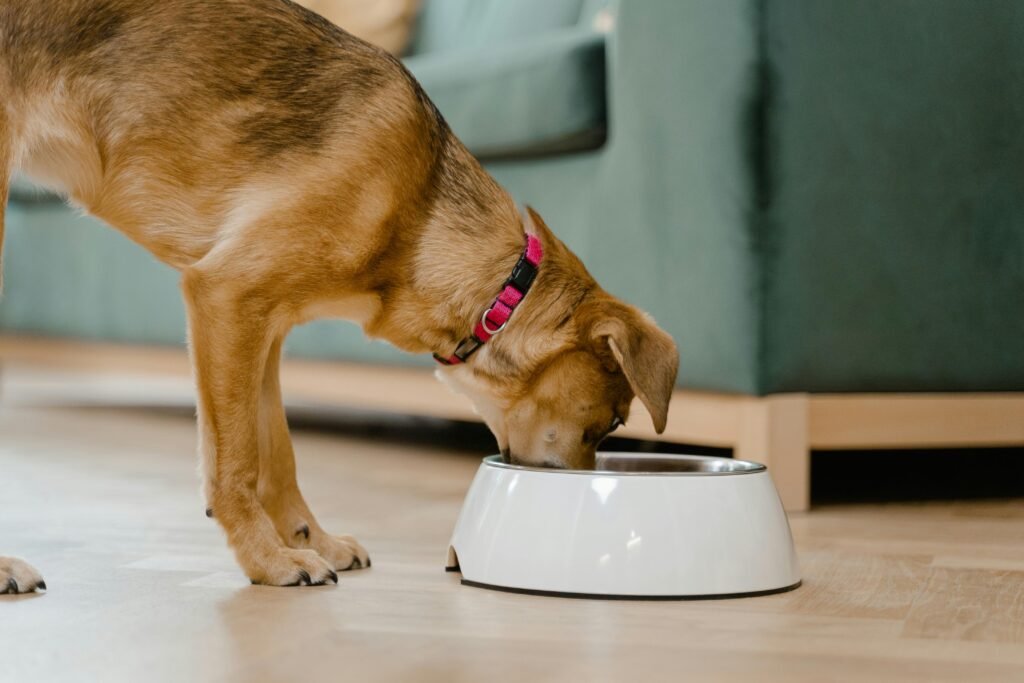 pexels-photo-8434676-8434676 A domestic dog wearing a pink collar eats from a white bowl inside a home.