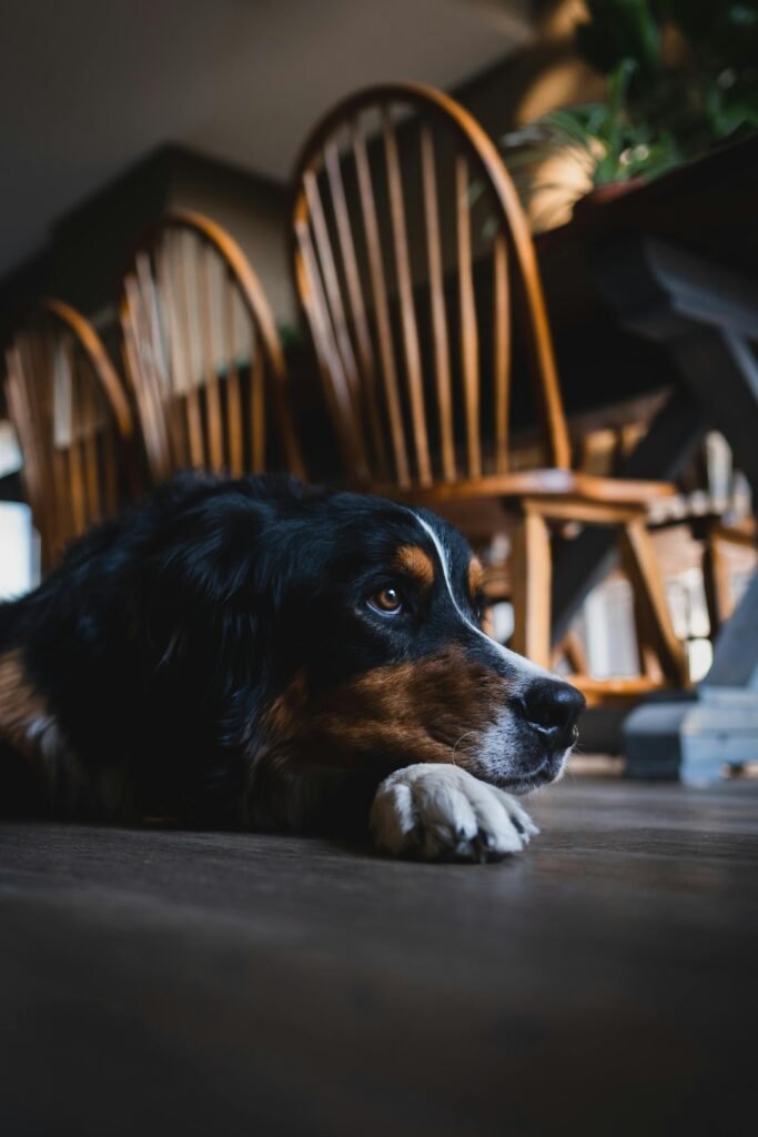 Bernese Mountain Dog relaxing indoors near a wooden dining set.