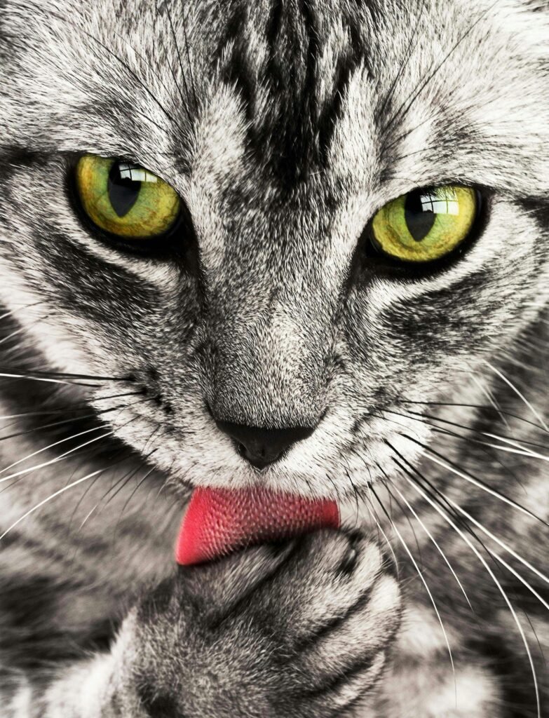 tabby-cat-close-up-portrait-69932-69932 A detailed close-up shot of a grey and white cat licking its paw while looking directly at the camera.